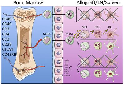 Tolerogenic Role of Myeloid Suppressor Cells in Organ Transplantation